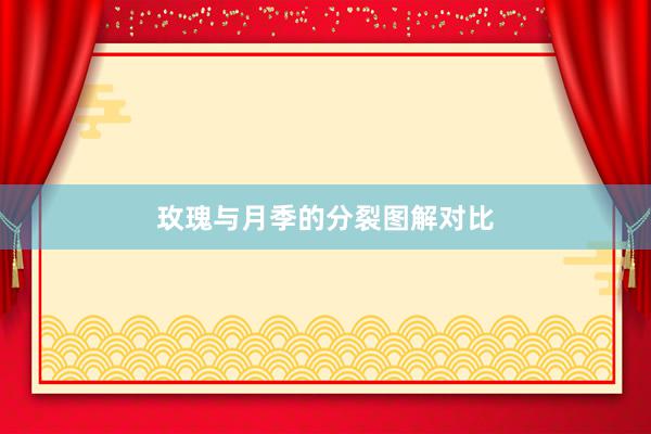 玫瑰与月季的分裂图解对比